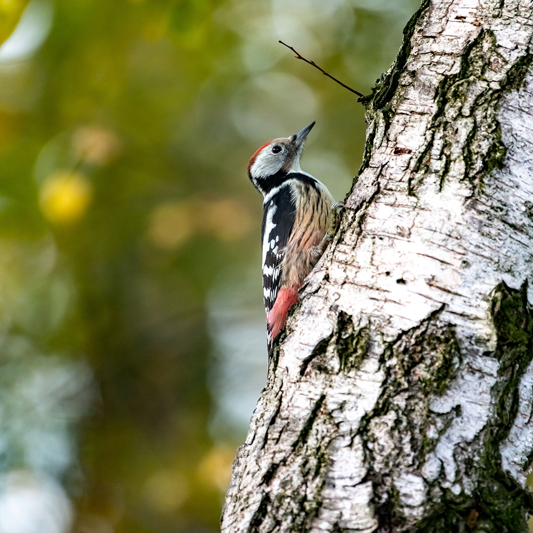 Woodpecker-themed trail in Bülach