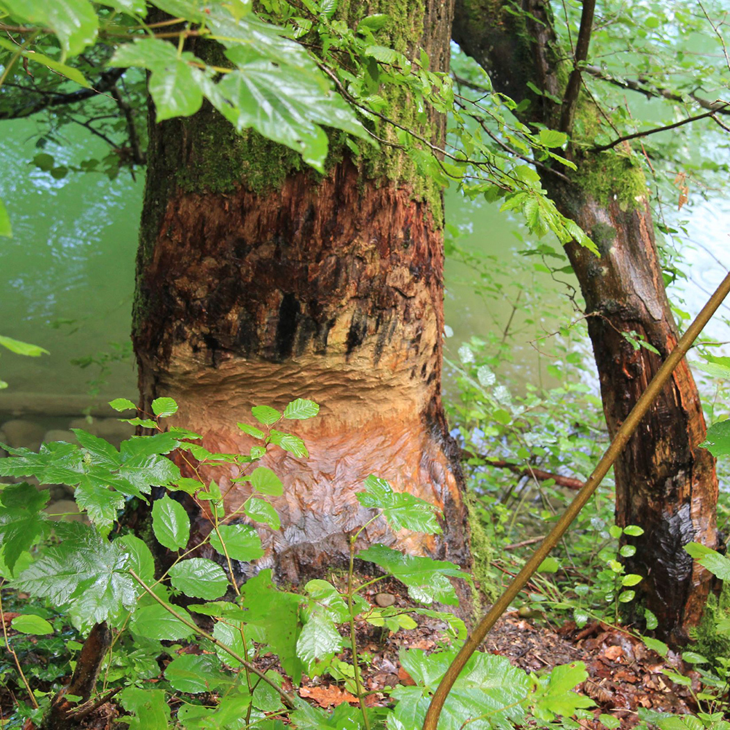 WWF Beaver trail Tössegg–Rüdlingen