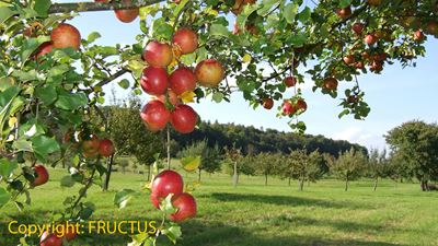 Des pommes rouges sur le sentier pédagogique des fruits à Steinmaur
