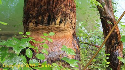 Un arbre rongé sur le sentier des castors WWF au Tössegg
