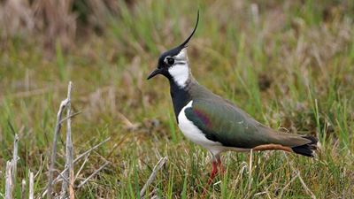 Lapwing on a meadow at the Neeracherried BirdLife Nature Center ©Neeracherried BirdLife Nature Center