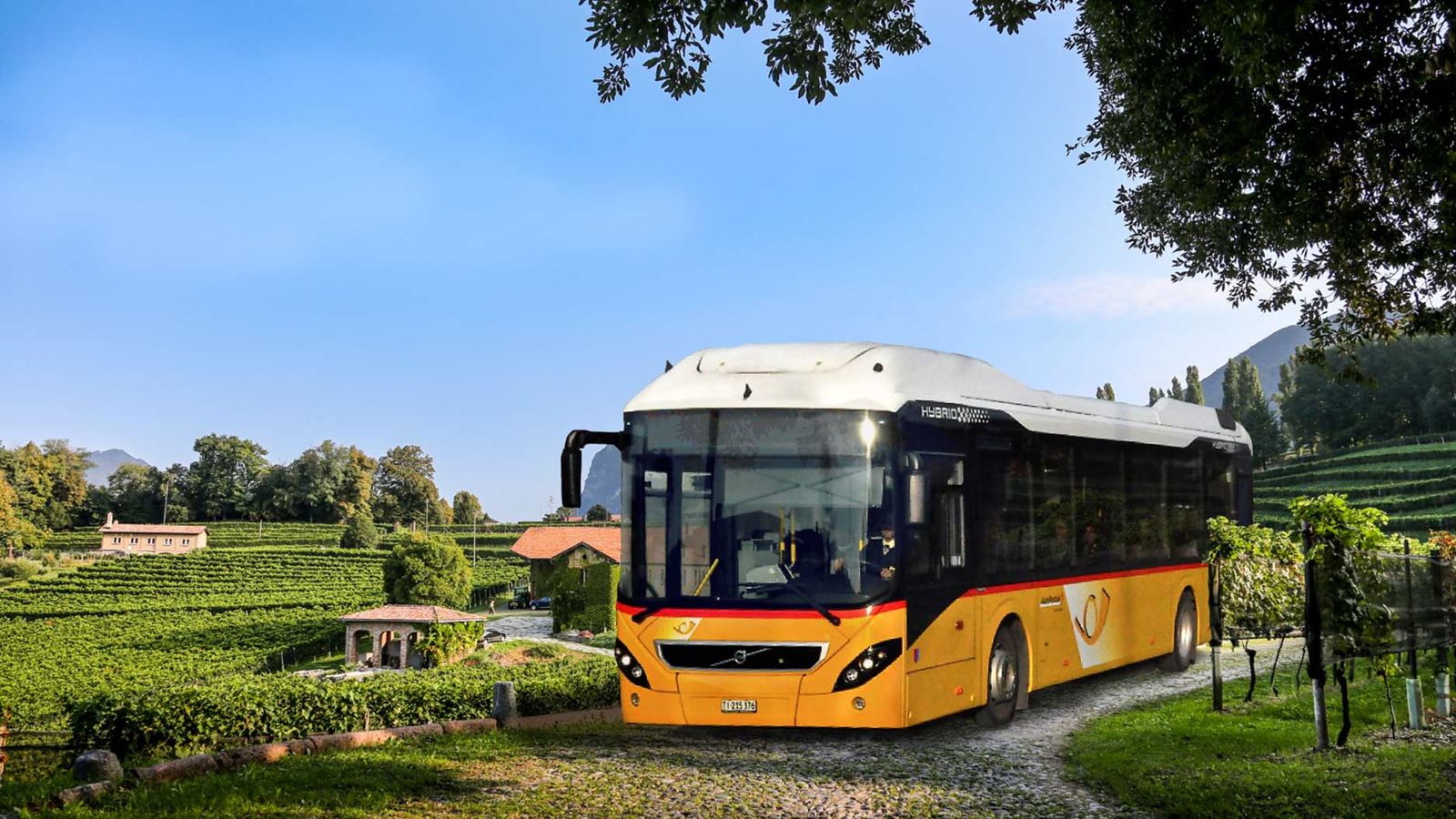 Ein Postauto, das auf einer kleinen Strasse durch einen Rebberg des Mendrisiotto fährt.