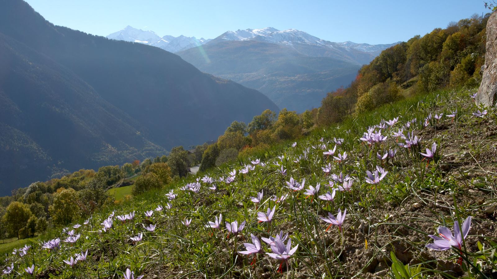 Auf dem Bild ist ein Safranfeld mit zahlreichen violetten Safranblüten zu sehen. Im Hintergrund sieht man einen tollen Ausblick auf die Walliser Alpen.