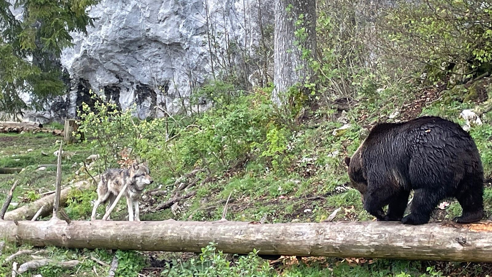 Orsi e lupi convivono in semilibertà all’interno del Juraparc, situato sul Col du Mont d’Orzeires (comune di Vallorbe).
