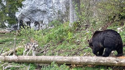 Ours et loups se côtoient en semi-liberté au sein de Juraparc situé au col du Mont d’Orzeires (commune de Vallorbe)