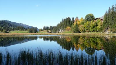 Vue sur le lac de Lauenen et sapins colorés