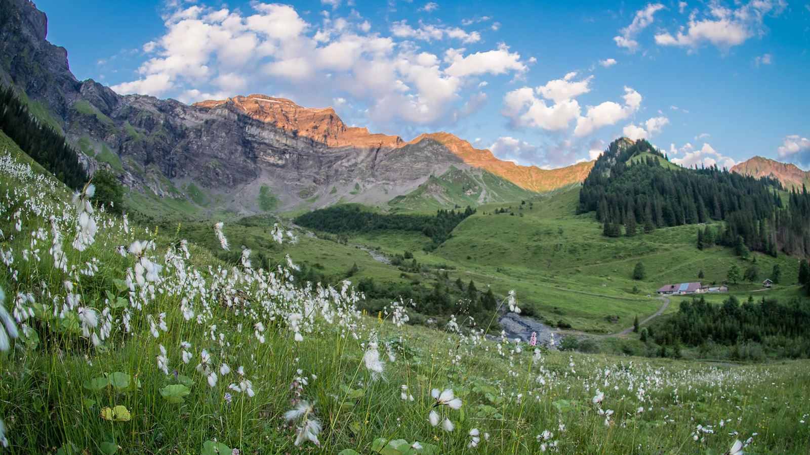 Summer alpine meadow in Saxeten with mountains and a farm in the background