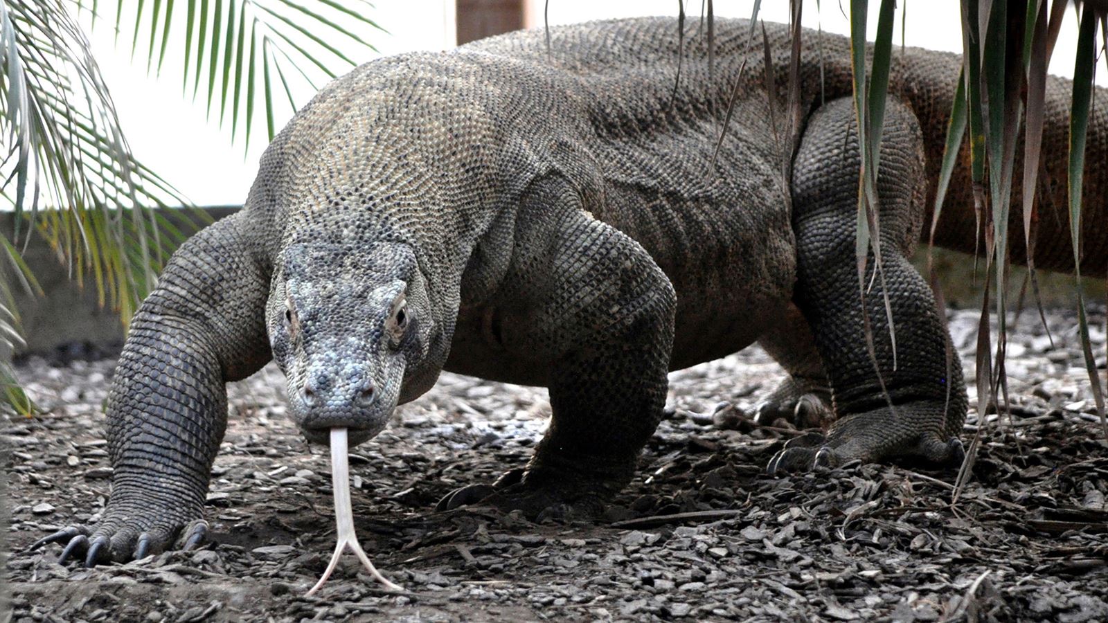 Komodo dragon