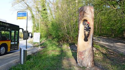 Alla fermata di AutoPostale c’è un tronco d’albero con un picchio rosso mezzano intagliato in legno.