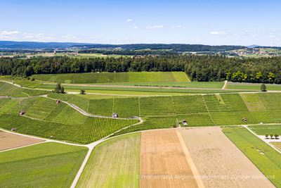 Vista dall’alto sui vigneti nel Weinland zurighese durante l’escursione da Andelfingen a Dachsen. 