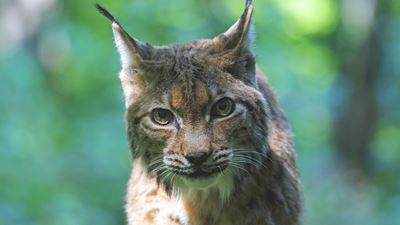 Un lynx dans le Wildnispark de Zurich regarde la caméra