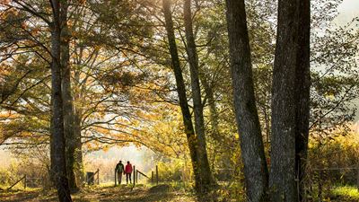 Due persone passeggiano nel bosco autunnale attorno al Türlersee. La luce del sole filtra tra gli alberi.