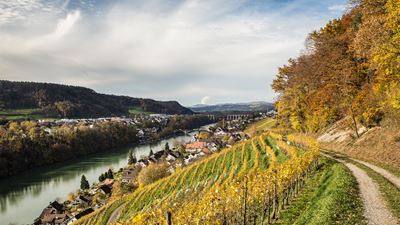 Vista sui vigneti e sul Reno durante l’escursione da Hüntwangen a Eglisau.