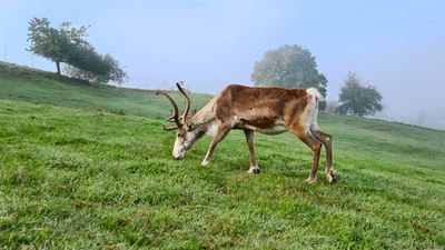 Un renne mange de l’herbe dans une prairie verte du Weinland zurichois.