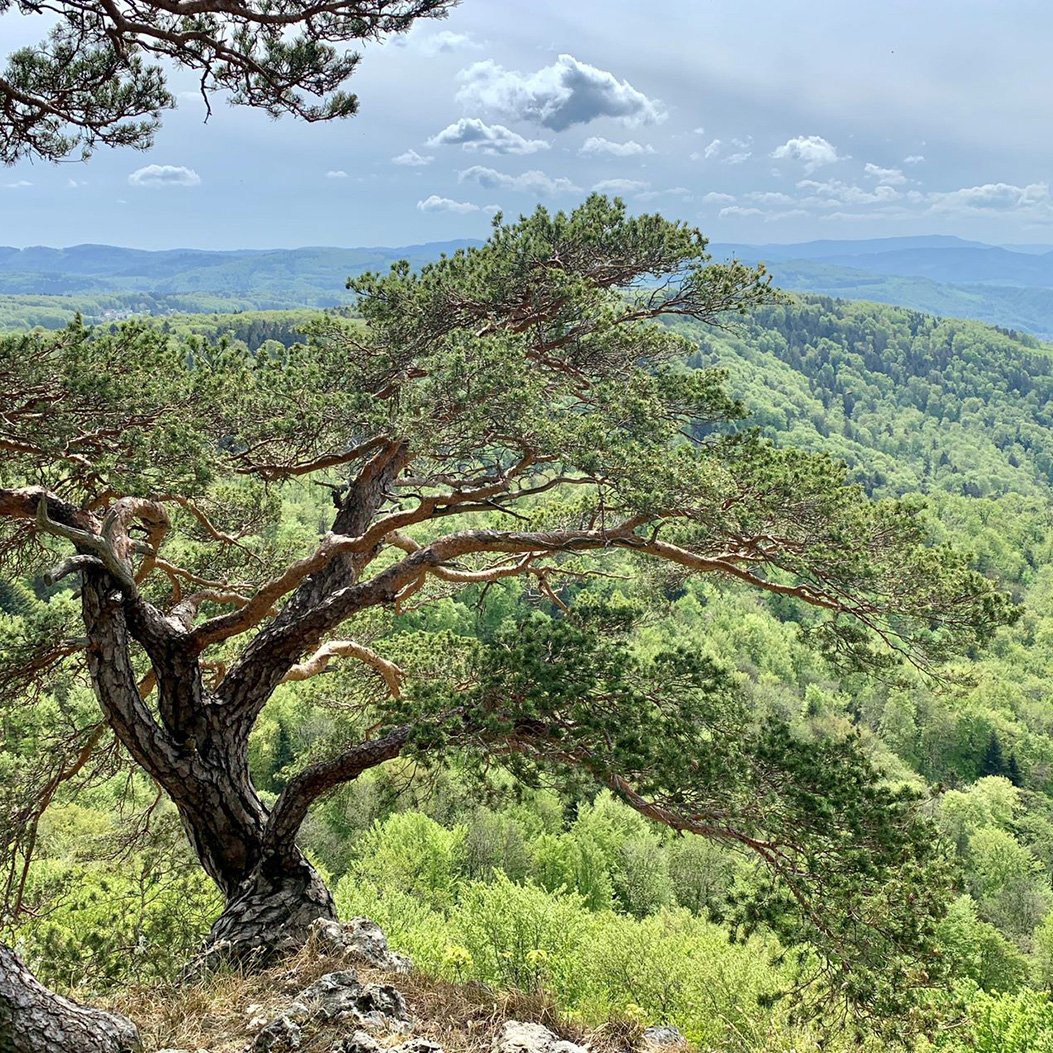 Blick auf den Hasenbergturm in Widen mit einem Baum und Kühen im Vordergrund.