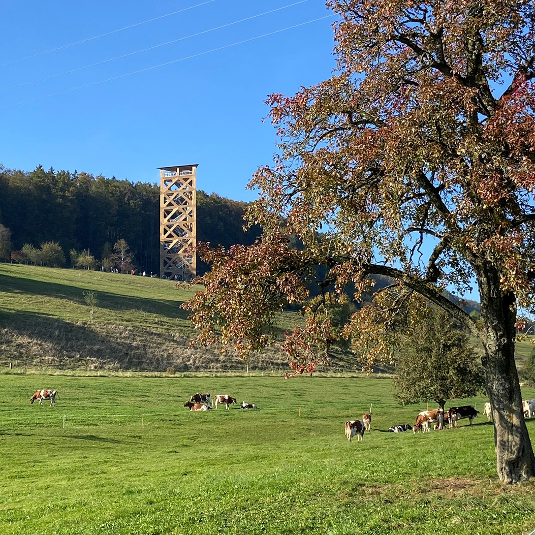 Blick auf den Hasenbergturm in Widen mit einem Baum und Kühen im Vordergrund.