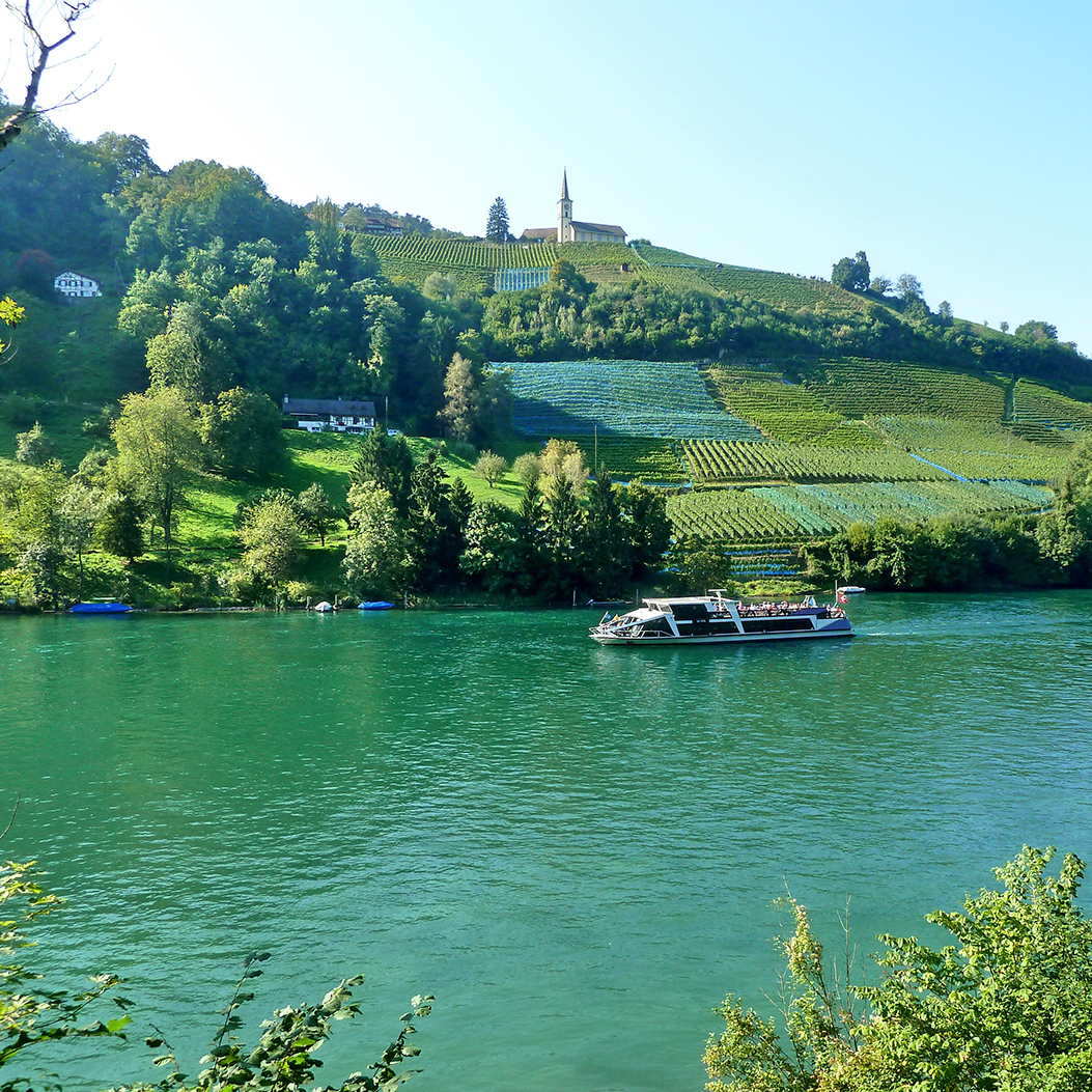 Blick von der Tössegg auf den Rhein mit einem Schiff und Reben im Hintergrund.