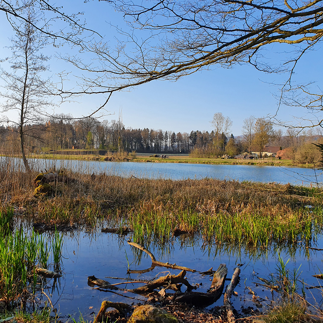 Vista della riserva naturale del Flachsee a Unterlunkhofen con alberi in primo piano e sullo sfondo.