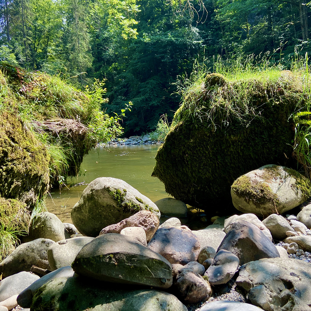 Blick zwischen Steinen hindurch auf die grüne Sihl mit Bäumen im Hintergrund.