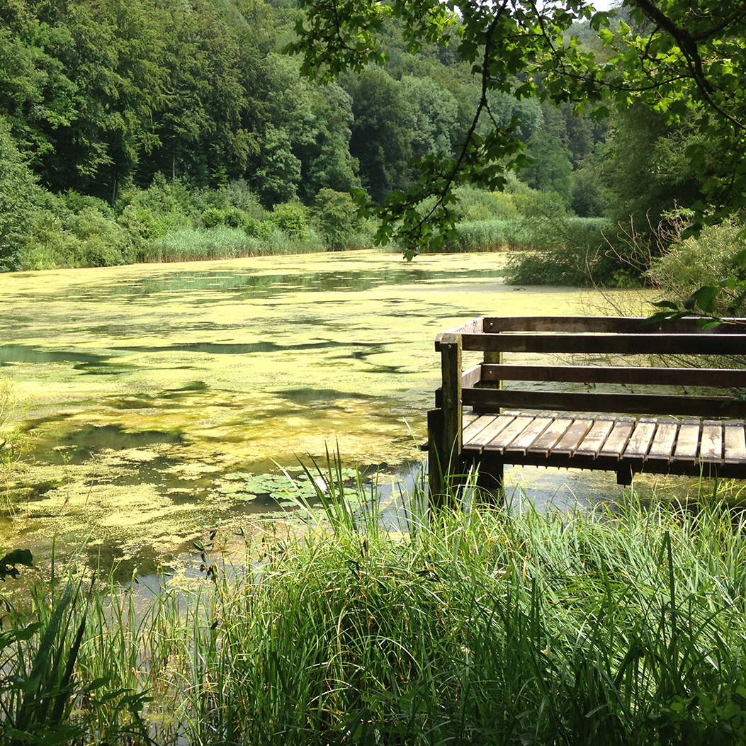 Blick auf den grünen Talweiher in Anwil mit einem kleinen Steg und Bäumen im Hintergrund.