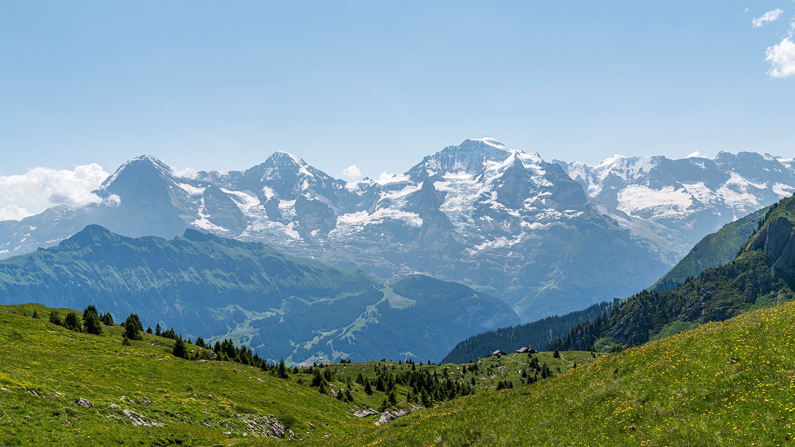 Prairie alpestre estivale à Saxeten avec montagnes en arrière-plan
