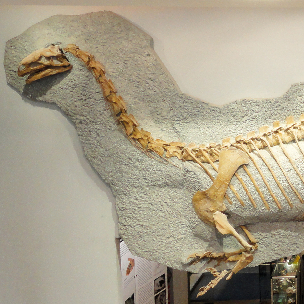 Dinosaurier Fossil im Sauriermuseum Frick