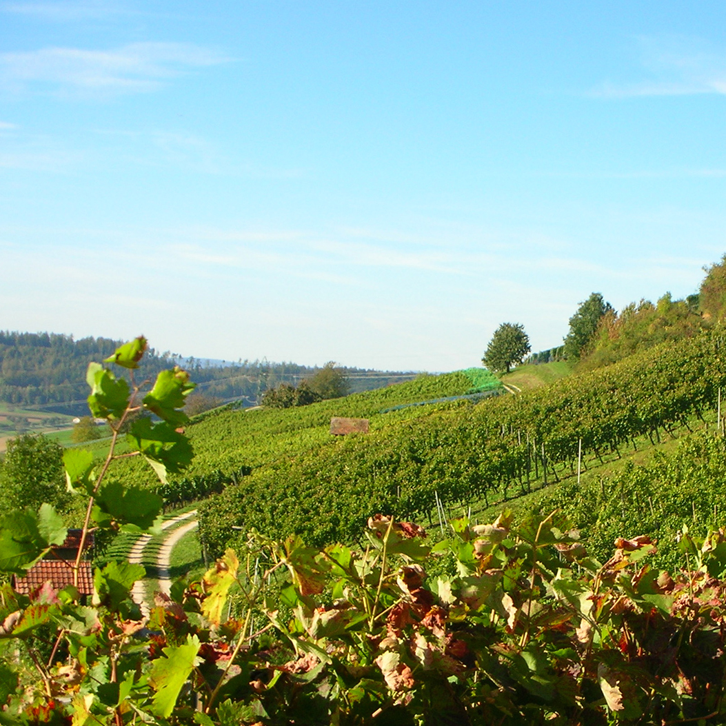vineyard on a slope