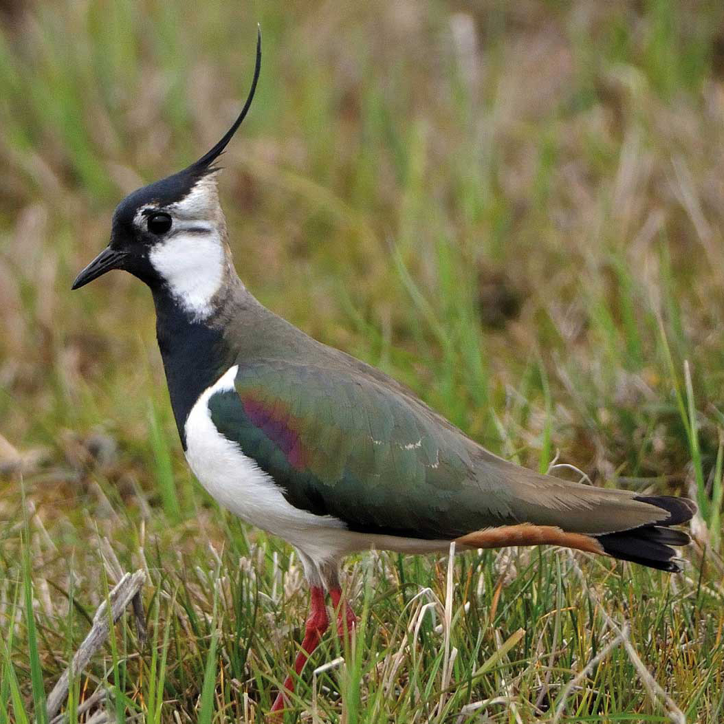 Lapwing on a meadow at the Neeracherried BirdLife Nature Center