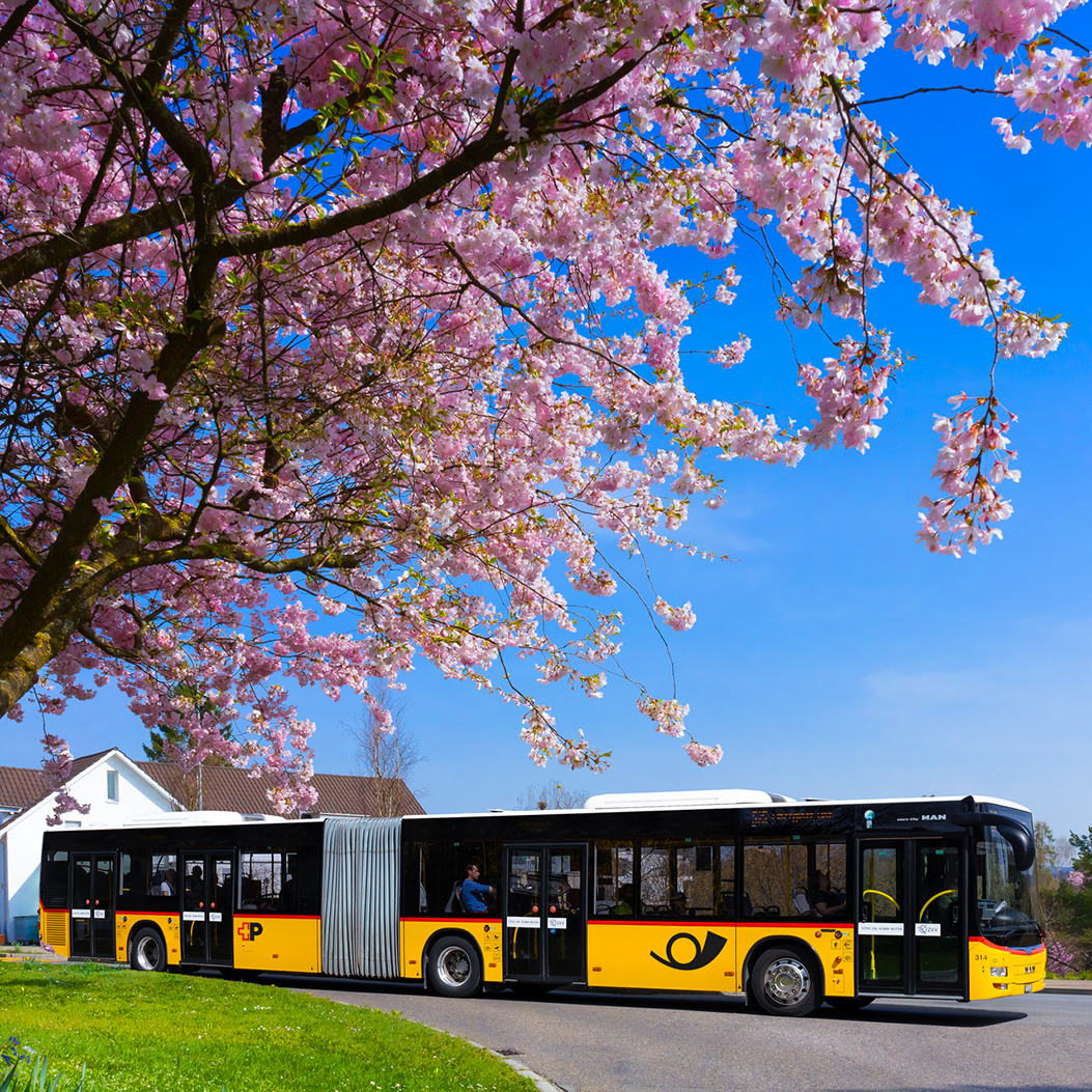 Das Gelenk-PostAuto und farbige Blätter