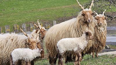 Les zackelschaf de Reto Scherrer et leurs petits à Berschis (SG).