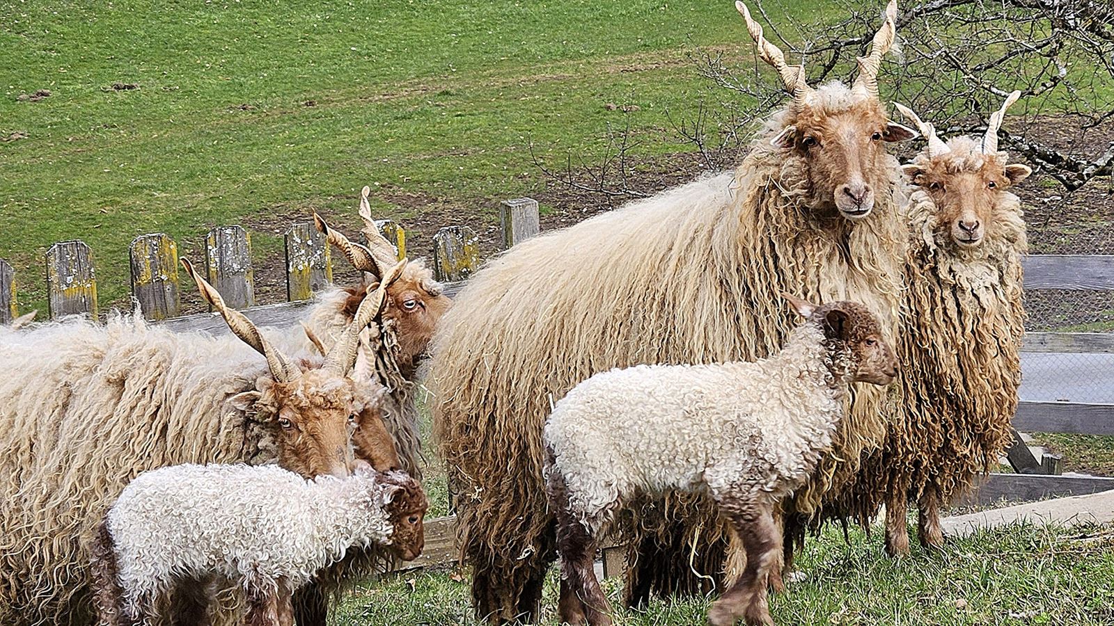 Reto Scherrer’s Racka sheep with their young in Berschis SG.